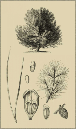 Picture of ARBOR STUDY V