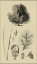 Picture of ARBOR STUDY V