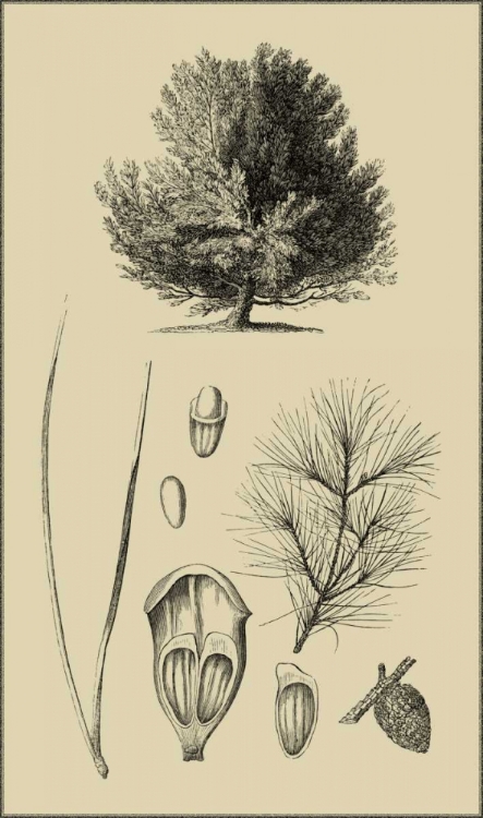 Picture of ARBOR STUDY V