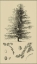 Picture of ARBOR STUDY VI