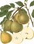 Picture of PEAR VARIETIES II