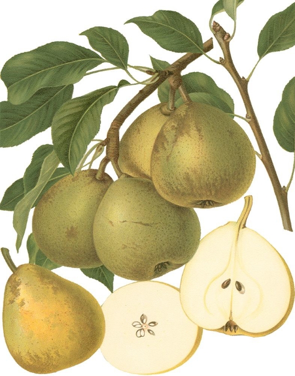 Picture of PEAR VARIETIES II