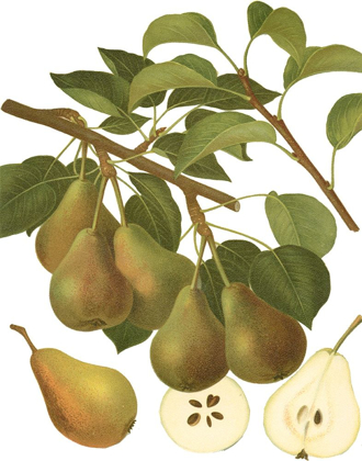 Picture of PEAR VARIETIES III