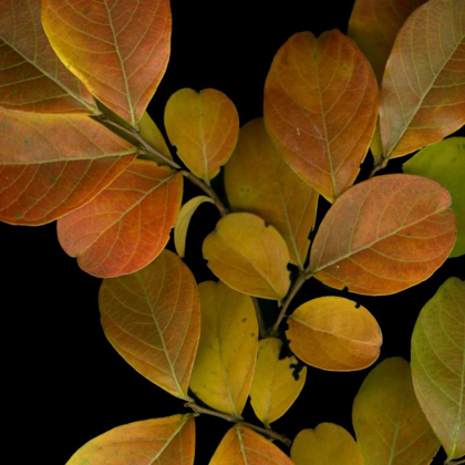 Picture of SMALL VIVID LEAVES I