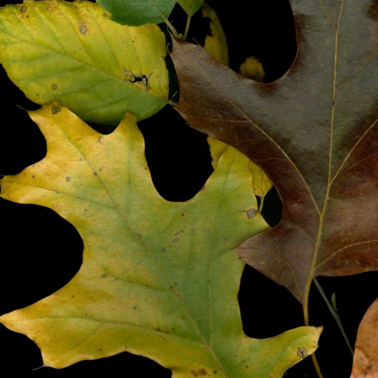 Picture of SMALL VIVID LEAVES II