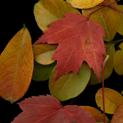 Picture of SMALL VIVID LEAVES III
