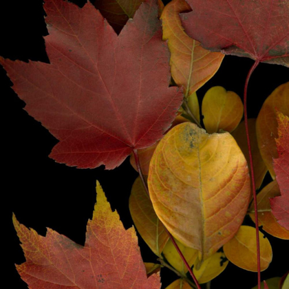 Picture of SMALL VIVID LEAVES IV