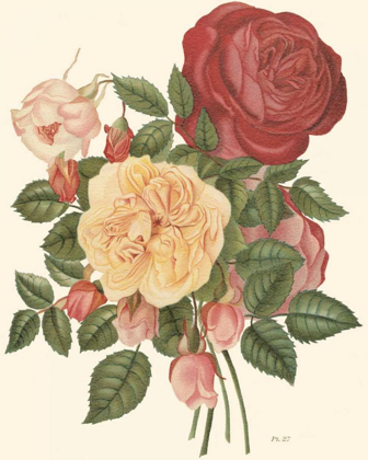 Picture of VINTAGE ROSES I