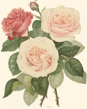 Picture of VINTAGE ROSES II