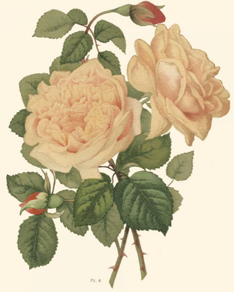 Picture of VINTAGE ROSES III