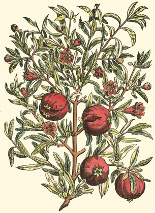 Picture of POMEGRANATE TREE BRANCH