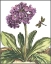 Picture of GARDEN VIGNETTE III
