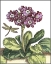 Picture of GARDEN VIGNETTE IV