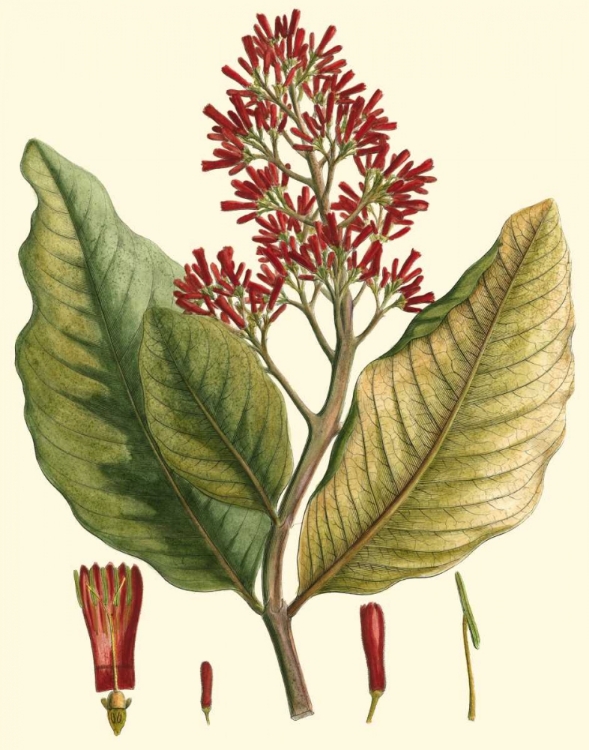 Picture of CRIMSON BOTANICAL II