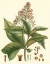 Picture of CRIMSON BOTANICAL III