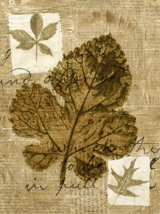 Picture of LEAF COLLAGE IV