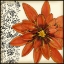 Picture of BOTANICA IV