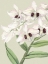 Picture of SMALL ORCHID BLOOMS II