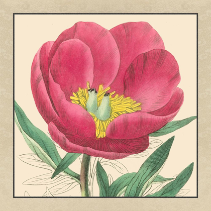 Picture of SMALL PEONY COLLECTION I