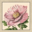 Picture of SMALL PEONY COLLECTION II