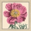 Picture of SMALL PEONY COLLECTION III