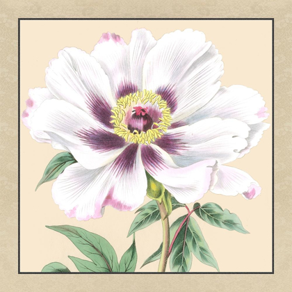 Picture of SMALL PEONY COLLECTION VI