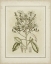 Picture of SMALL TINTED BOTANICAL I