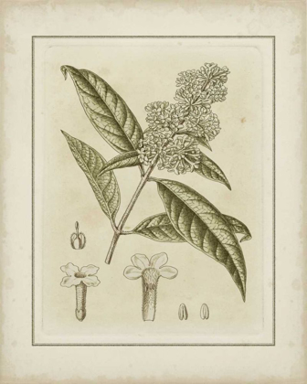 Picture of SMALL TINTED BOTANICAL II