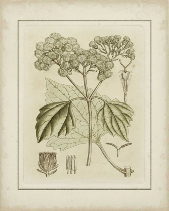 Picture of SMALL TINTED BOTANICAL IV
