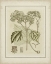 Picture of SMALL TINTED BOTANICAL IV