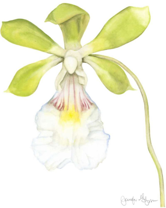 Picture of SMALL ORCHID BEAUTY I