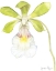 Picture of SMALL ORCHID BEAUTY I