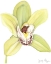 Picture of SMALL ORCHID BEAUTY II