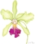Picture of SMALL ORCHID BEAUTY III