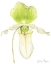 Picture of SMALL ORCHID BEAUTY IV