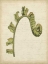 Picture of SMALL FIDDLEHEAD FERNS III