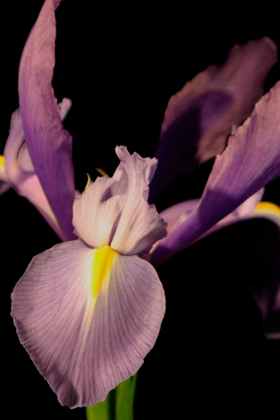 Picture of SMALL SWEET IRIS I