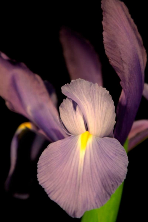 Picture of SMALL SWEET IRIS II