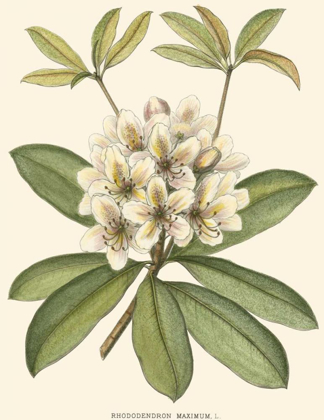 Picture of RHODODENDRON