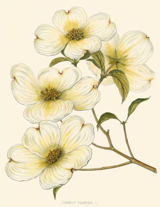 Picture of DOGWOOD
