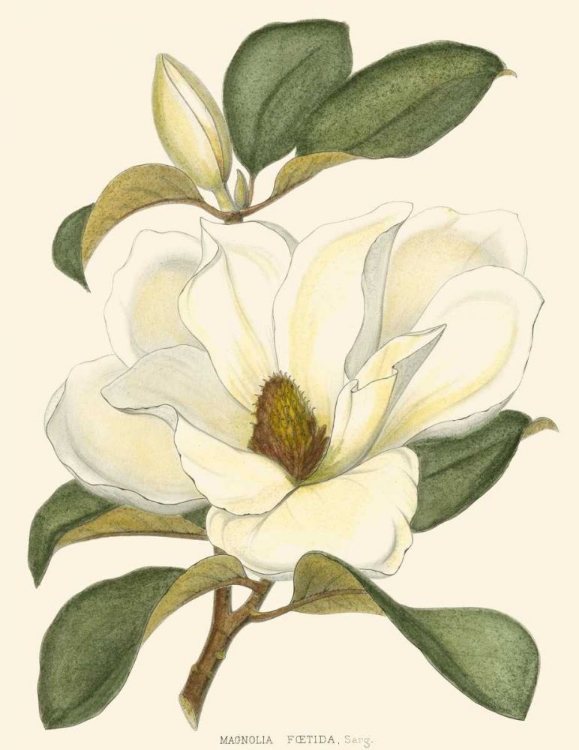 Picture of MAGNOLIA