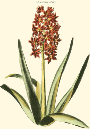 Picture of ANTIQUE HYACINTH XVI