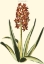 Picture of ANTIQUE HYACINTH XVI