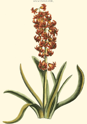 Picture of ANTIQUE HYACINTH VII