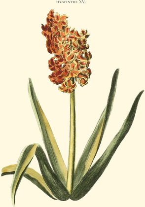 Picture of ANTIQUE HYACINTH XV
