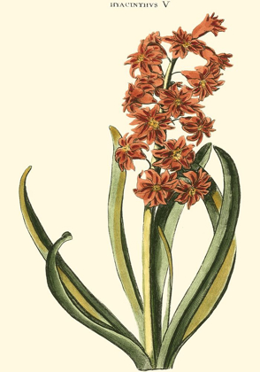 Picture of ANTIQUE HYACINTH V