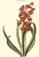 Picture of ANTIQUE HYACINTH V