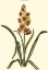 Picture of ANTIQUE HYACINTH IX