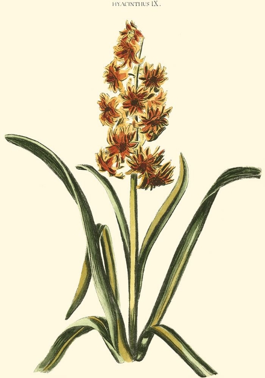 Picture of ANTIQUE HYACINTH IX