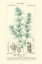 Picture of TURPIN BOTANY I